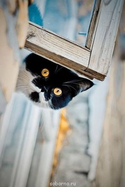 Добрые картинки - txxcyJCcZag.jpg