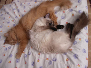 Кошки - очарование МОЁ - _2_1.jpg