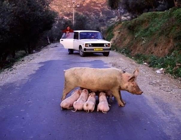 Они такие забавные смешные фото и видео  - 10603787_549200578515446_4832294972686368744_n.jpg