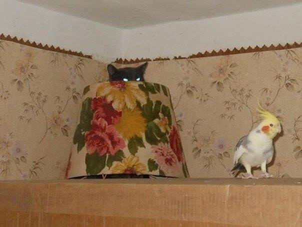 Кошки - очарование МОЁ - 10458462_741660559227671_5276987575042471133_n.jpg