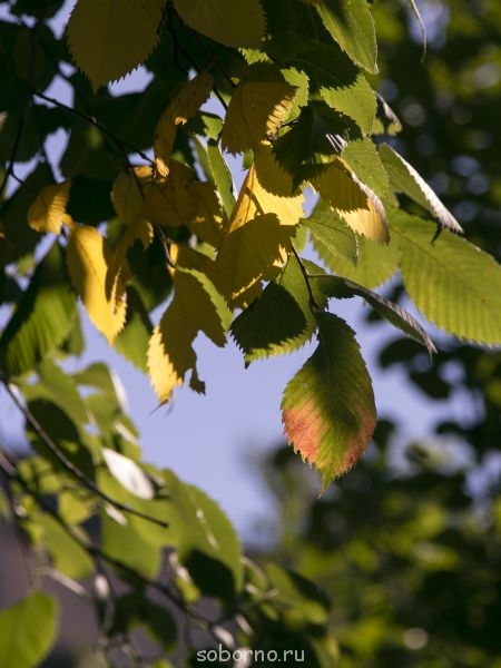 Доброе утро и Спокойной ночи  - IMG_1255.JPG