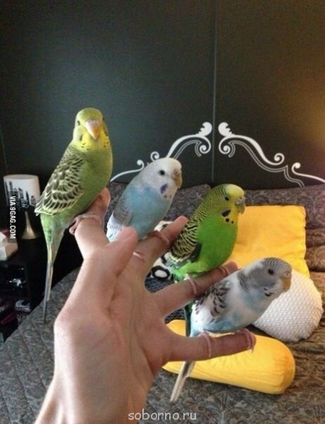 Мой пернатый друг домашние птицы - image.jpg