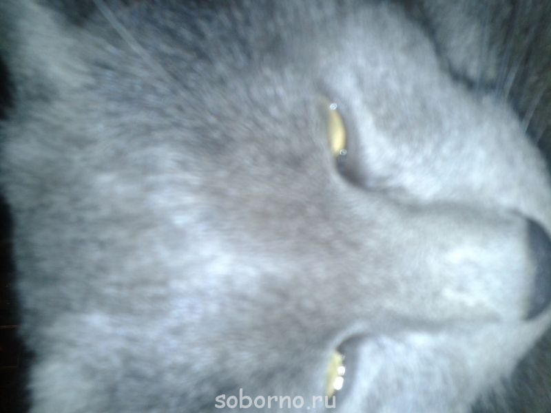 Кошки - очарование МОЁ - 20141005_181011.jpg