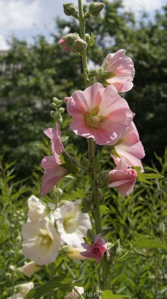 Наши цветы. В саду - _DSC3510.JPG