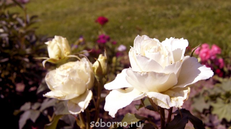 Наши цветы. В саду - _DSC3513.JPG