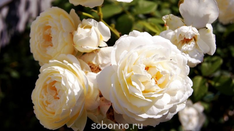 Наши цветы. В саду - _DSC3495.JPG