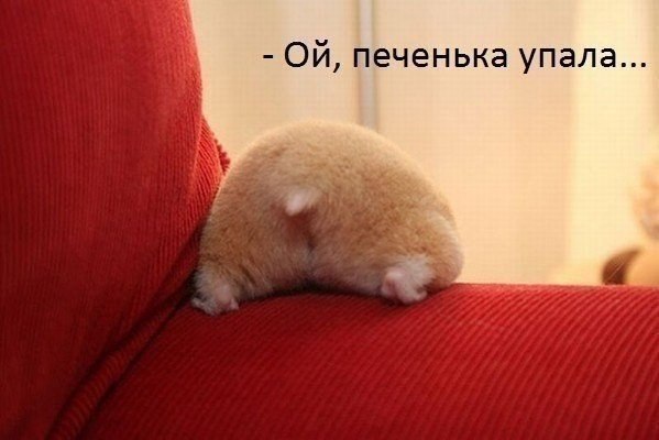 Они такие забавные смешные фото и видео - upV5BwROrVA.jpg