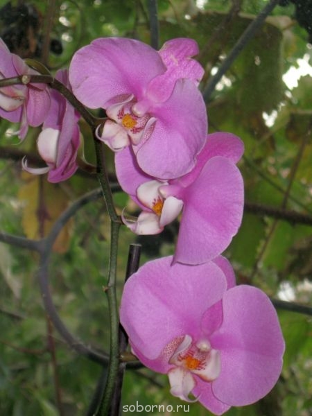 Домашние любимцы комнатные цветы  - IMG_4526.jpg