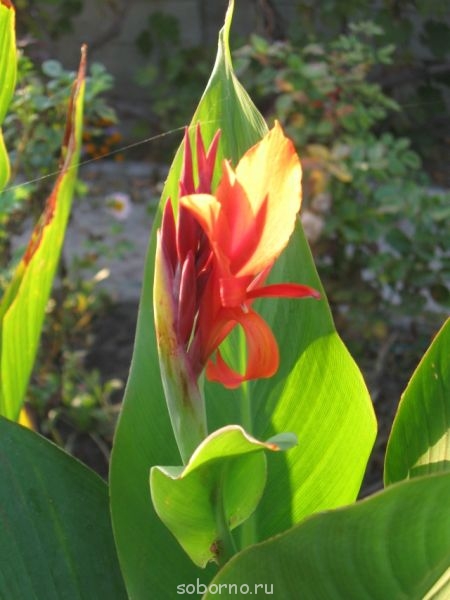 Наши цветы. В саду - IMG_4569.jpg