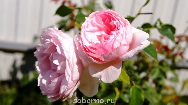 Наши цветы. В саду - _DSC3497.JPG