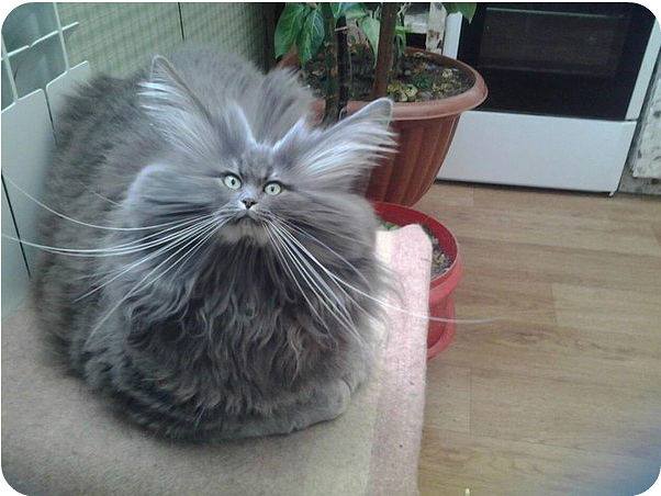 Кошки - очарование МОЁ - 10245425_859226164102116_4823558040350087365_n.jpg