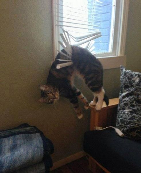 Они такие забавные смешные фото и видео - 1456053_667898473248704_1486045708_n.jpg