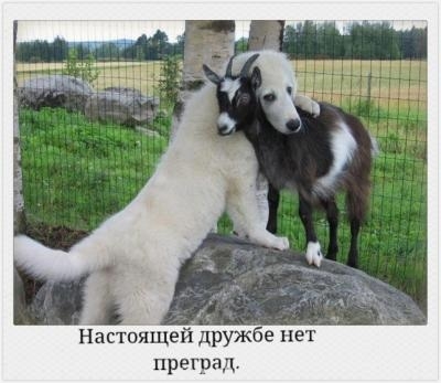 Добрые картинки - image.jpg