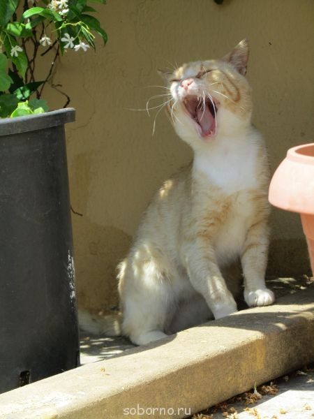 Корфу, Бари и материковая Греция. Записки упрямого ослика - палеокастрица кот.jpg