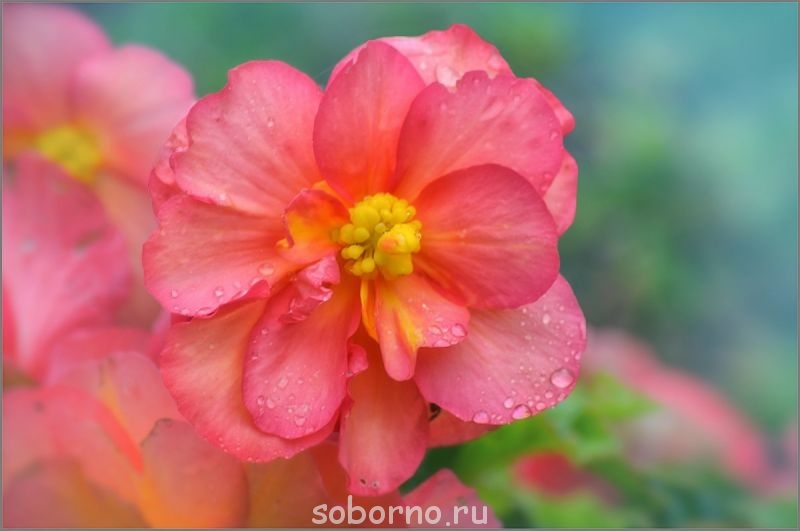 Доброе утро и Спокойной ночи - image.jpg