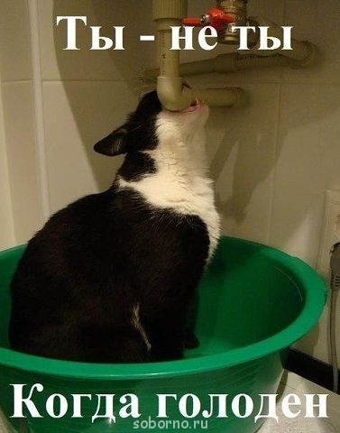 Они такие забавные смешные фото и видео  - getImage (3).jpg