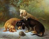 Они такие забавные смешные фото и видео  - В мире животных (3).jpg