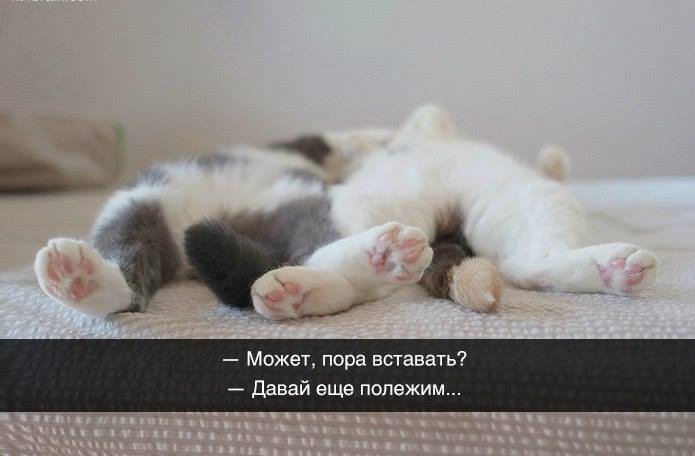 Они такие забавные смешные фото и видео  - 10441056_854324561287217_2702249105754572650_n.jpg