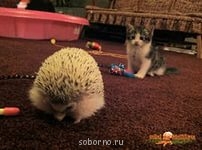 Они такие забавные смешные фото и видео  - В мире животных (5).jpg