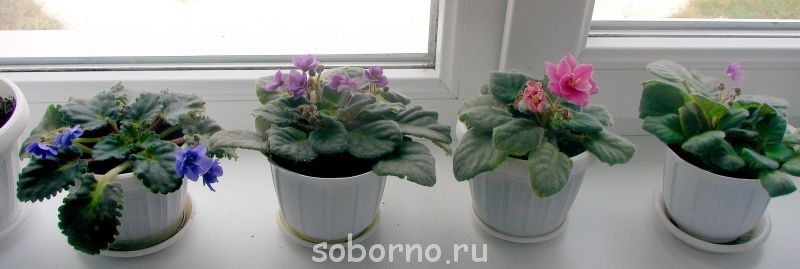 Домашние любимцы комнатные цветы  - DSC04514.jpg