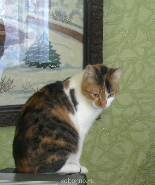 Кошки - очарование МОЁ - DSC04470.jpg