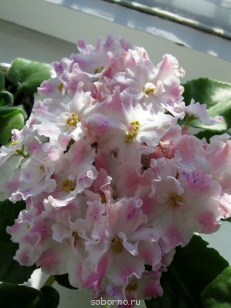 Домашние любимцы комнатные цветы - IMG_5489.jpg