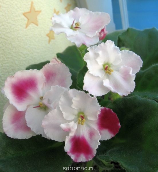 Домашние любимцы комнатные цветы - IMG_5491.jpg