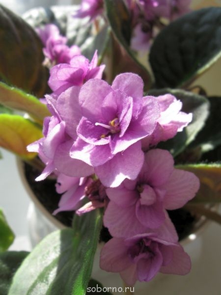 Домашние любимцы комнатные цветы - IMG_5492.jpg