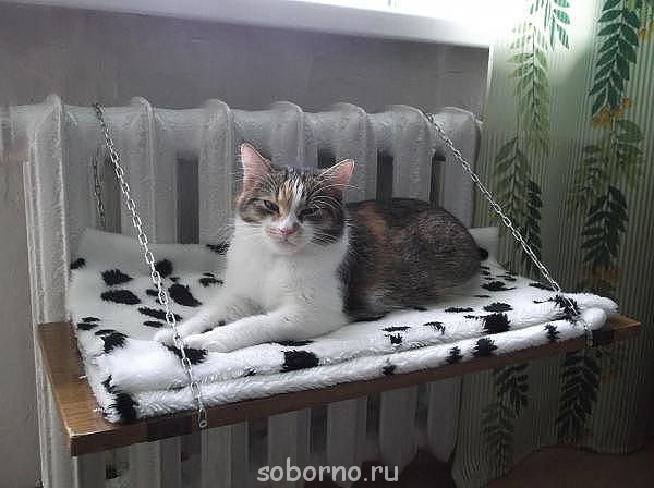 Кошки - очарование МОЁ - ч.jpg