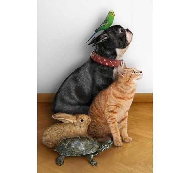 Они такие забавные смешные фото и видео  - image (1).jpg