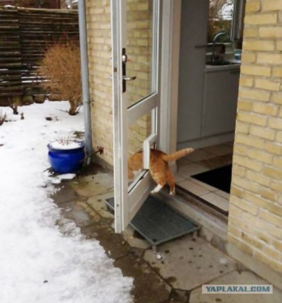 Они такие забавные смешные фото и видео  - 4604737.jpg