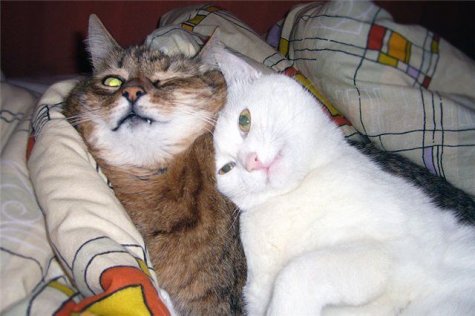 Аватар, аватар, аватар.... - парочка (кошки).jpg