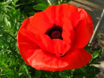 Аватар, аватар, аватар.... - IMG_6012[1].jpg