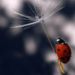 Аватар, аватар, аватар.... - oduvan7[1].gif