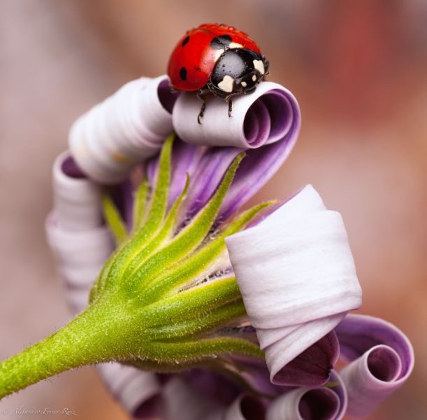 Аватар, аватар, аватар.... - 23943_1000[1].jpg