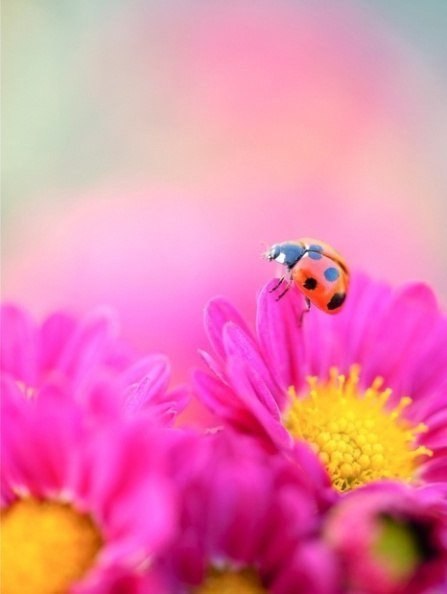 Аватар, аватар, аватар.... - BaOSAZU_vf0[1].jpg