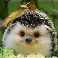 Аватар, аватар, аватар.... - 403ooz2wTI8.jpg