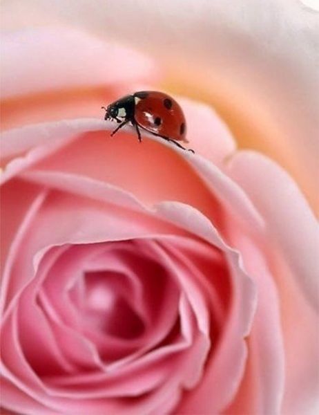 Аватар, аватар, аватар.... - rDlVLoGI8aU[1].jpg