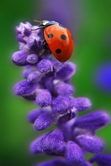 Аватар, аватар, аватар.... - yrb5yamcPco[1].jpg