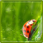 Аватар, аватар, аватар.... - 99px_ru_avatar_142847_bojja_korovka_sidit_na_listochke_pod_dojdem.gif