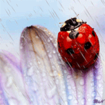 Аватар, аватар, аватар.... - 99px_ru_avatar_148133_bojja_korovka_sidit_na_lepestkah_hrizantemi_pod_dojdem.gif