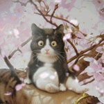 Аватар, аватар, аватар.... - 99px_ru_avatar_148682_udivlennij_kotenok_sidit_na_vetke_cvetushij_sakuri_pod.gif