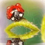 Аватар, аватар, аватар.... - 99px_ru_avatar_150182_bojja_korovka_sidit_na_travinke_nad_vodoj_pod.gif