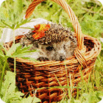 Аватар, аватар, аватар.... - 99px_ru_avatar_150561_ejik_sidjashij_v_pletenoj_korzinke_stojashej_v_zelenoj.gif