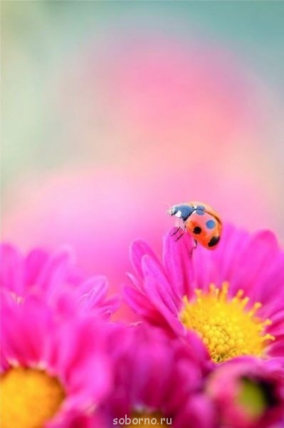 Аватар, аватар, аватар.... - 8BaZ4PY1WA8.jpg