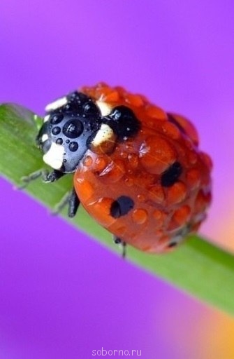 Аватар, аватар, аватар.... - ZfcxqizxurA.jpg