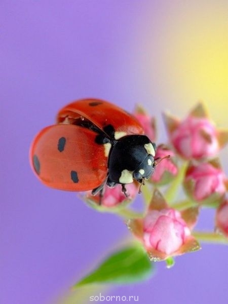 Аватар, аватар, аватар.... - бож_к.jpg