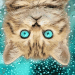 Аватар, аватар, аватар.... - 99px_ru_avatar_151405_goluboglazij_kotenok_so_sveshennoj_vniz_golovoj_na_razmitom.gif