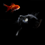 Аватар, аватар, аватар.... - 99px_ru_avatar_151517_chernaja_koshka_nabludaet_za_zolotoj_ribkoj.gif