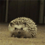 Аватар, аватар, аватар.... - 99px_ru_avatar_154151_ejik_prjachetsja_na_polu.gif